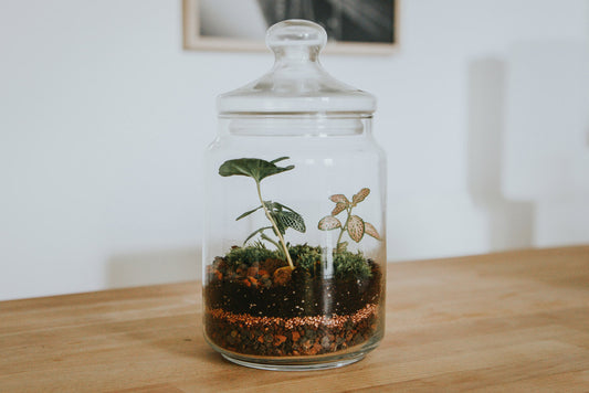 The Benefits of Incorporating Terrariums into Your Home Decor