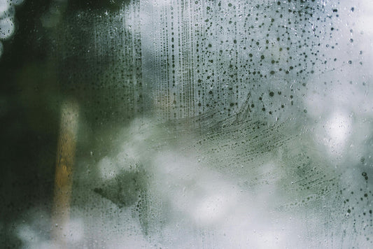 Why Is My Terrarium Fogging Up? Troubleshooting Tips You Need to Know