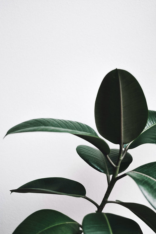 Mastering the Art of Pruning: Strategic Cutting for Optimal Plant Growth