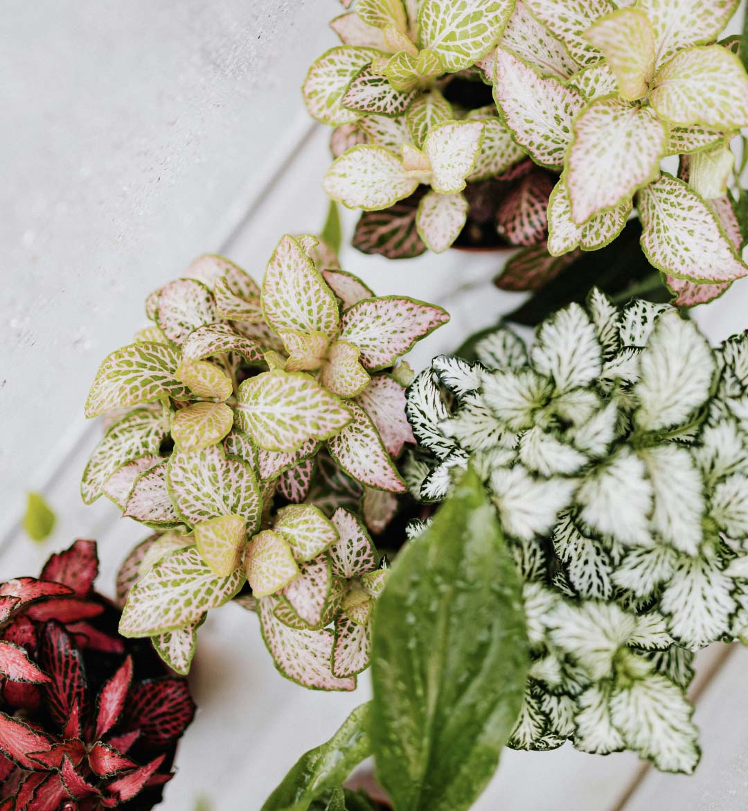 Optimal Enclosed Terrarium Plant: The Rapidly Growing Fittonia