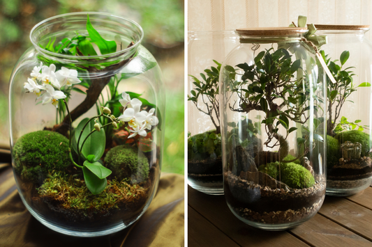 Closed vs. Open Terrariums: Which One is Right for You?