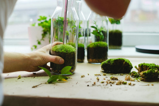 Green New Year's Resolutions: Sustainable Changes for a Better 2025
