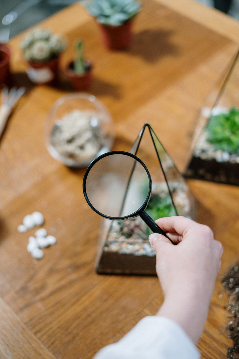 Balancing Your Sealed Terrarium: The Ideal Number of Springtails