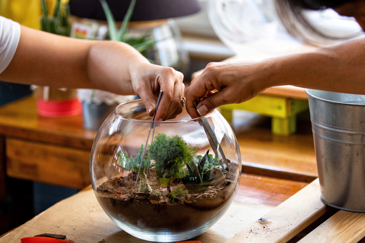 Long-Term Care: How to Keep Your Closed Terrarium Thriving for Years