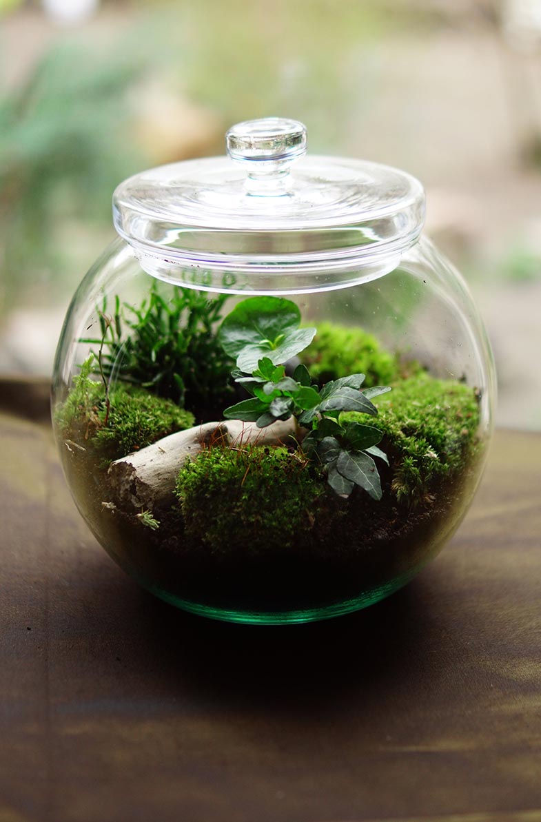 Optimal Placement for Closed Terrariums: A Comprehensive Guide for a Thriving Indoor Ecosystem