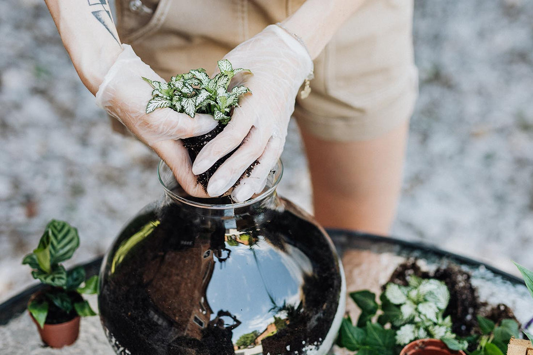 Terrarium Favorites: 5 Common Plants to Transform Your Sealed Ecosystem