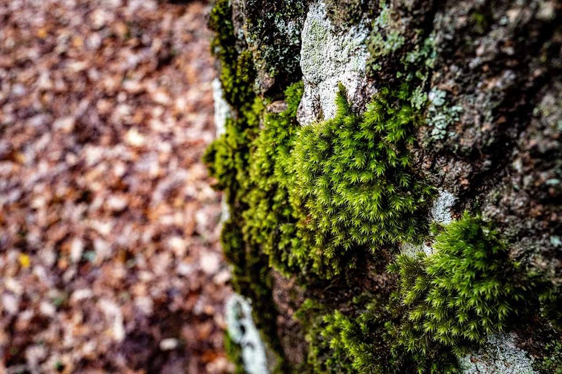 Live vs. Preserved Moss in Sealed Terrariums: Choosing the Best Green for Your Glass Garden