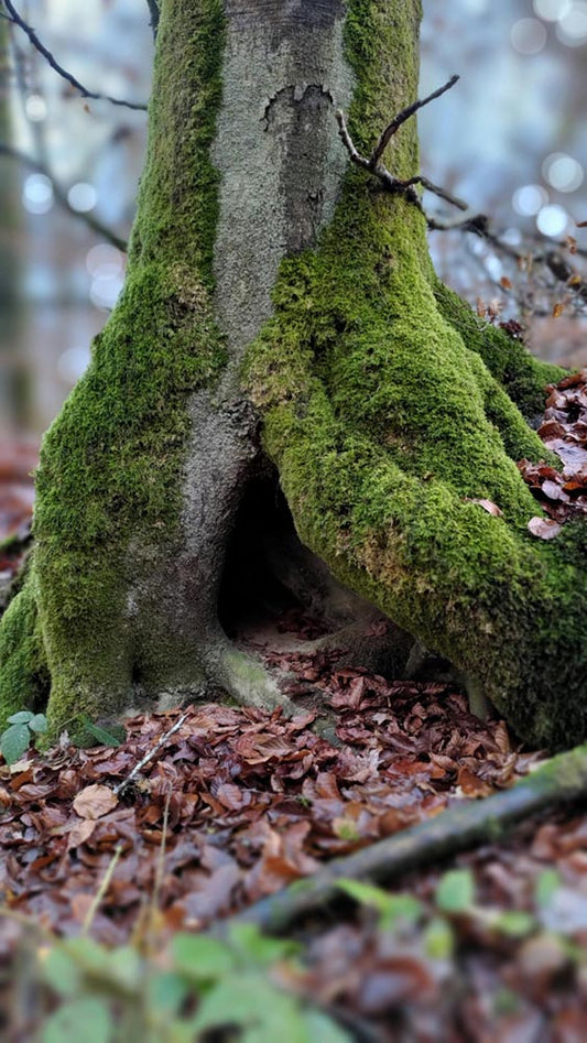 Growing Moss on Objects in a Sealed Terrarium: A Step-by-Step Guide