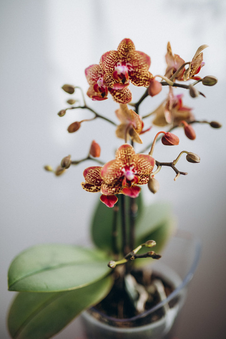 Orchids in Closed Terrariums: Managing Low Humidity for Healthy Growth