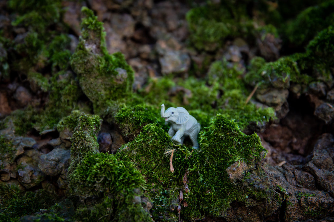 How to Get Moss for Your Sealed Terrarium: A Step-by-Step Guide