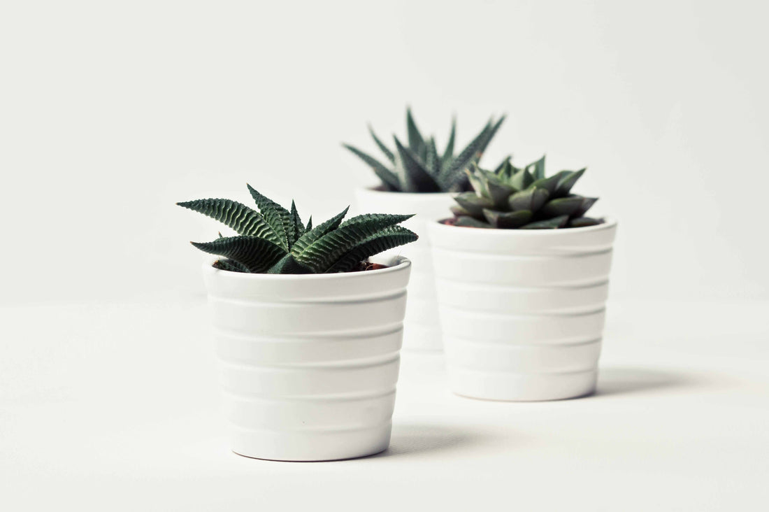 Sealed Terrariums vs. Plant Care: The Beginner's Guide to Easy Indoor Gardening