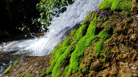 Mastering Moss Propagation in Sealed Terrariums