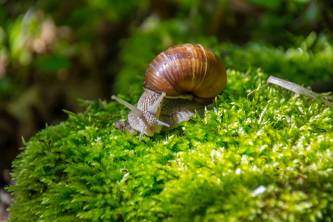 Cracking the Code: Can Snails Really Hang Out in a Closed Terrarium?