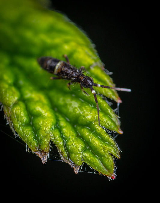 Springtails in Closed Terrariums: Tiny Heroes for a Thriving Ecosystem