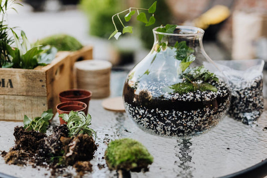 How to Care for a Closed Terrarium Ecosystem