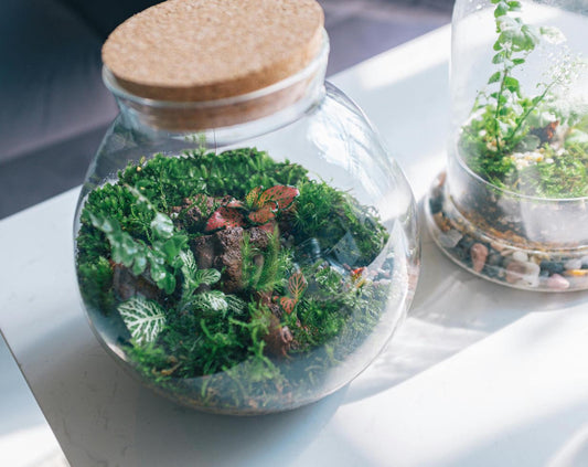 Perfecting Layer Depths in a Sealed Terrarium: An Essential Guide