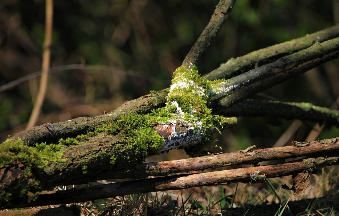 A Comprehensive Guide to Managing Mold in Closed Terrariums