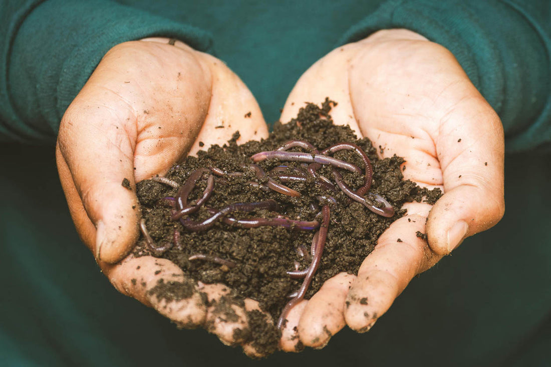 Do You Need to Add Fertilizer to Your Sealed Terrarium?