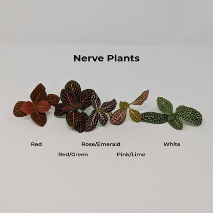 Nerve Plant Seedling (Fittonia) - 5 Colours