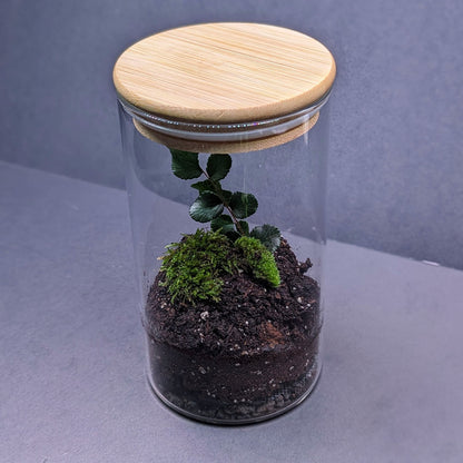 Easy Build Terrarium Kit (Closed Top)