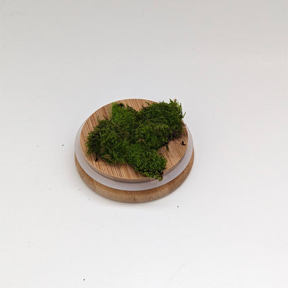 Easy Build Terrarium Kit (Closed Top)