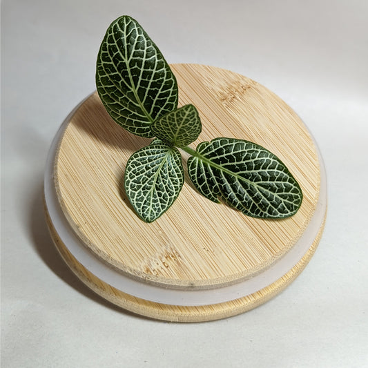 Nerve Plant Seedling (Fittonia)