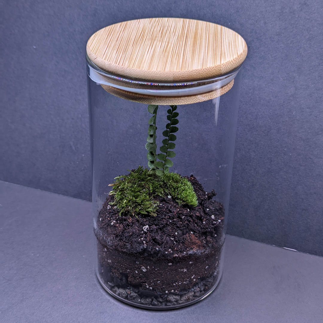 Lemon Button Fern Seedling