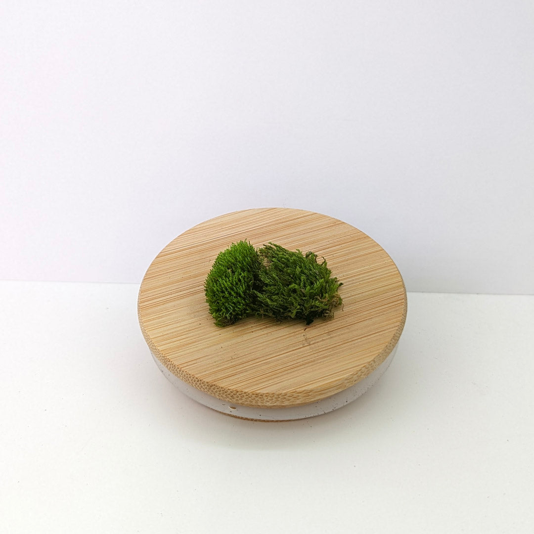 Moss (2 pcs)