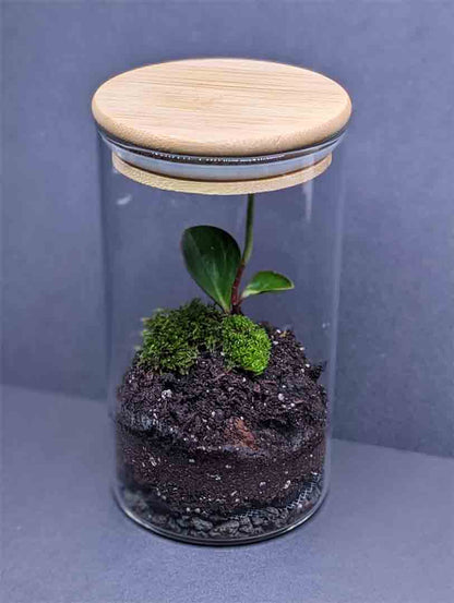 Baby Rubberplant Seedling (Peperomia Obtusifolia)