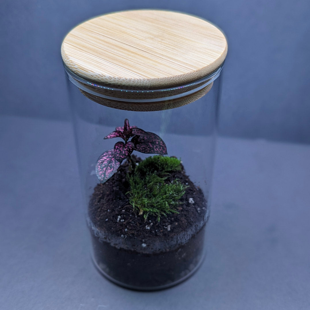 Easy Build Terrarium Kit (Closed Top)