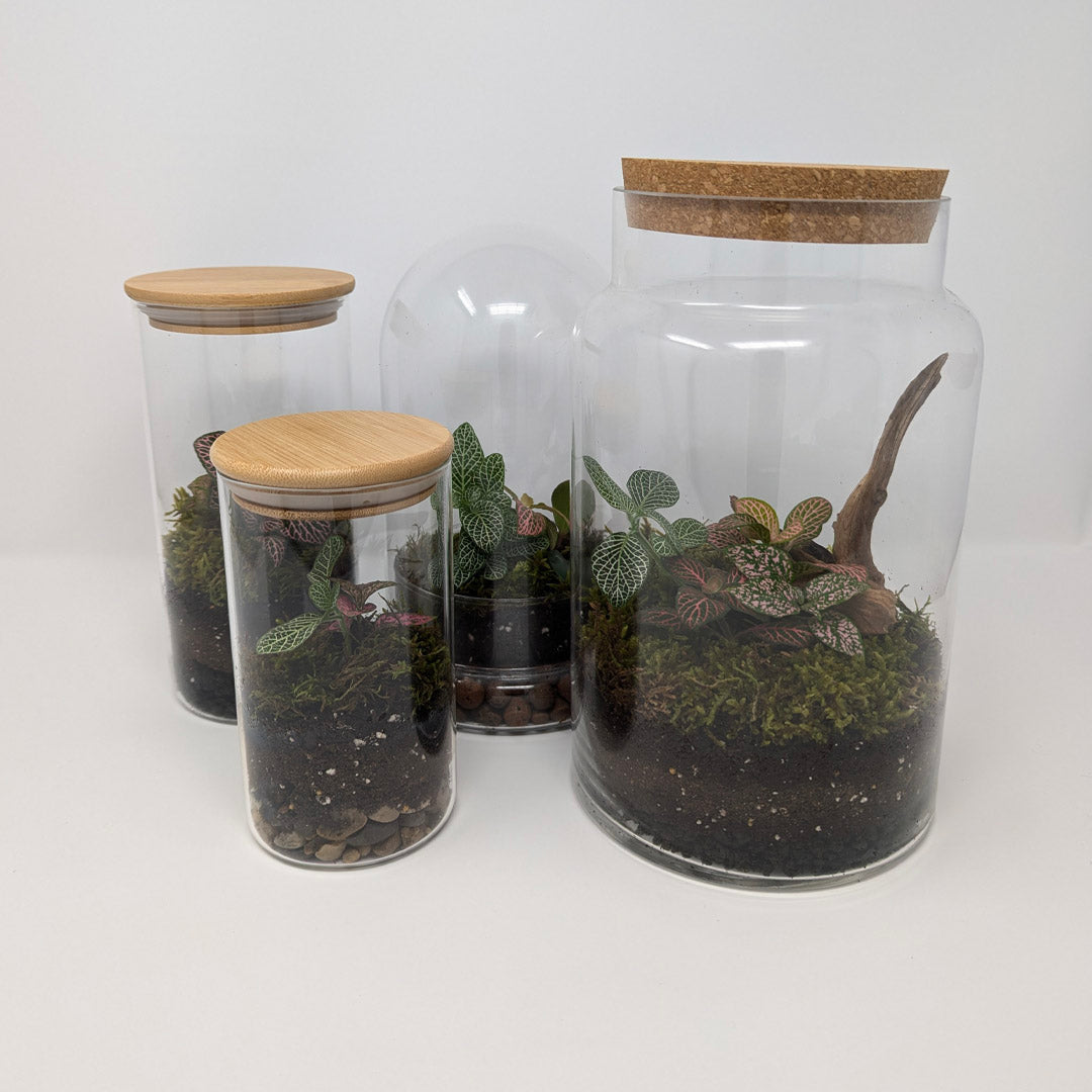 Easy Build Terrarium Kit (Closed Top)